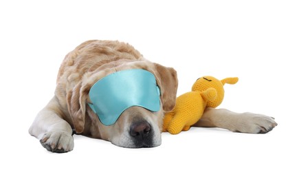 Photo of Cute Labrador Retriever with sleep mask and crocheted bunny resting on white background