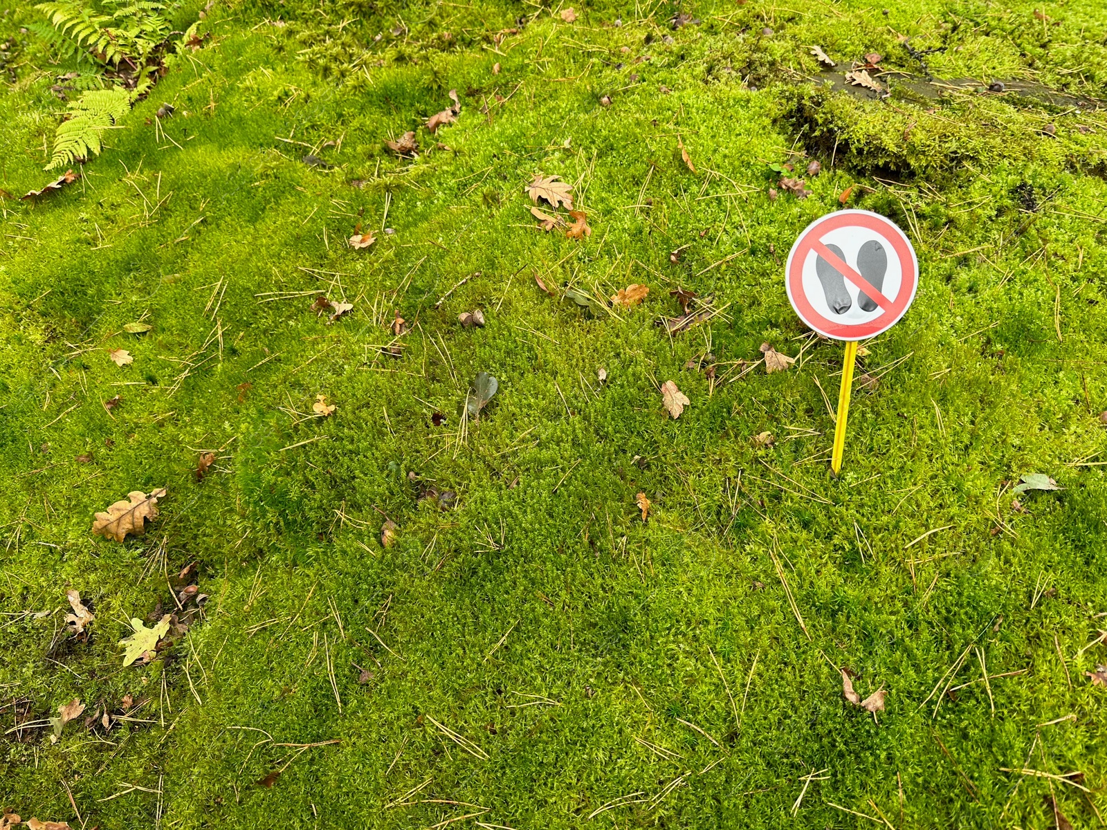 Photo of Bright moss and sign Do Not Walk on ground outdoors, above view