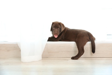 Photo of Chocolate Labrador Retriever puppy on  windowsill indoors