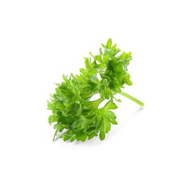 Fresh green curly parsley on white background