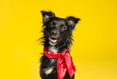 Cute black dog with neckerchief on yellow background