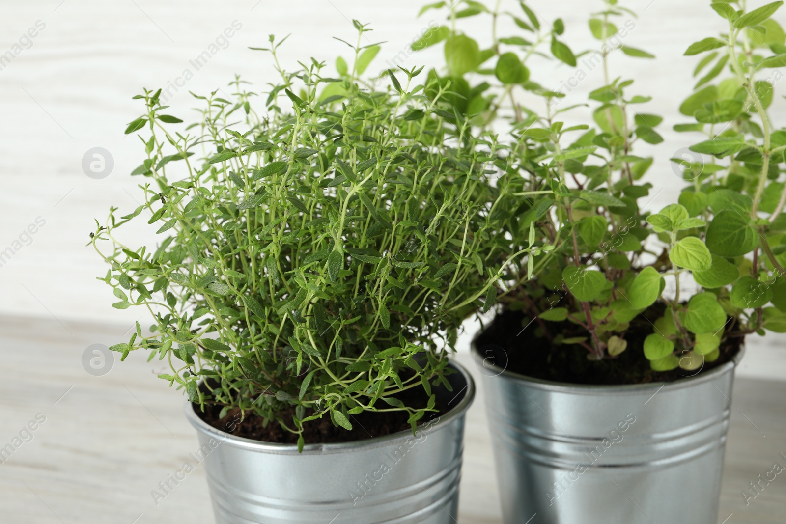 Photo of Different aromatic potted herbs on light table, closeup