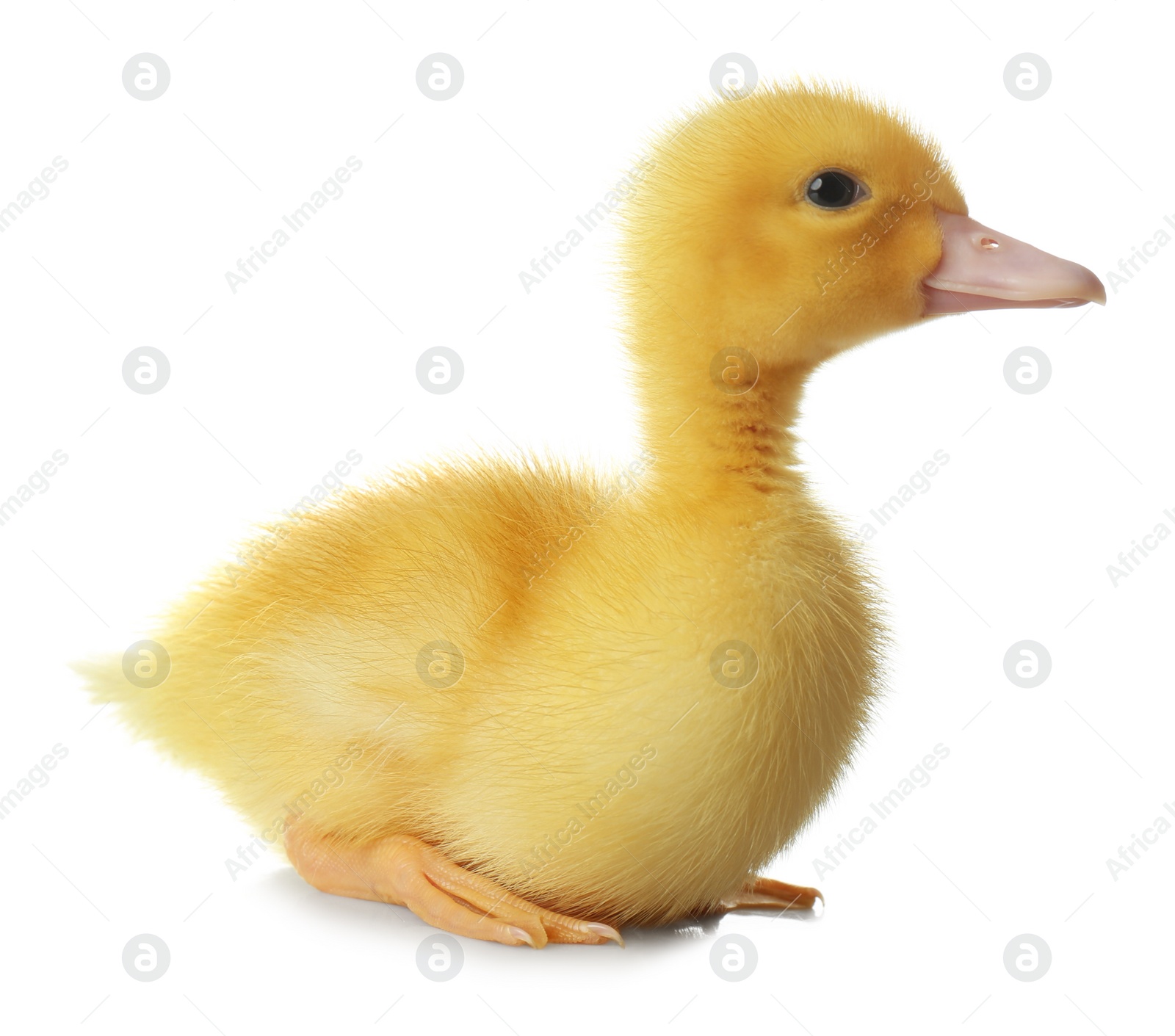 Photo of Cute fluffy gosling on white background. Farm animal