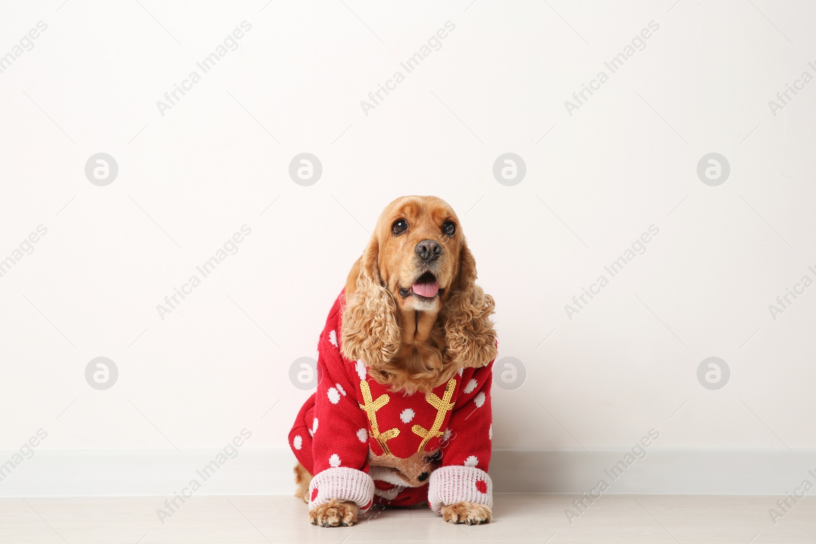 Photo of Adorable Cocker Spaniel in Christmas sweater near white wall
