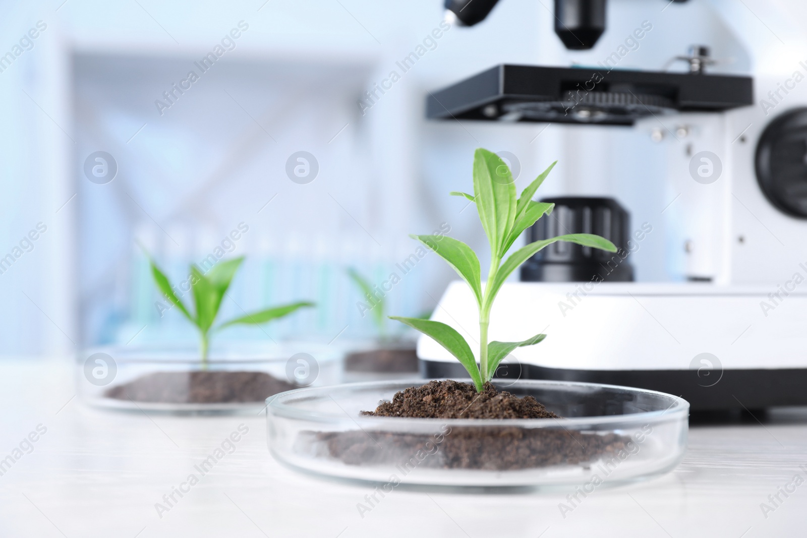 Photo of Green plants with soil in Petri dishes on table in laboratory. Biological chemistry