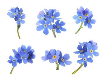 Image of Set with beautiful tender forget me not flowers on white background 