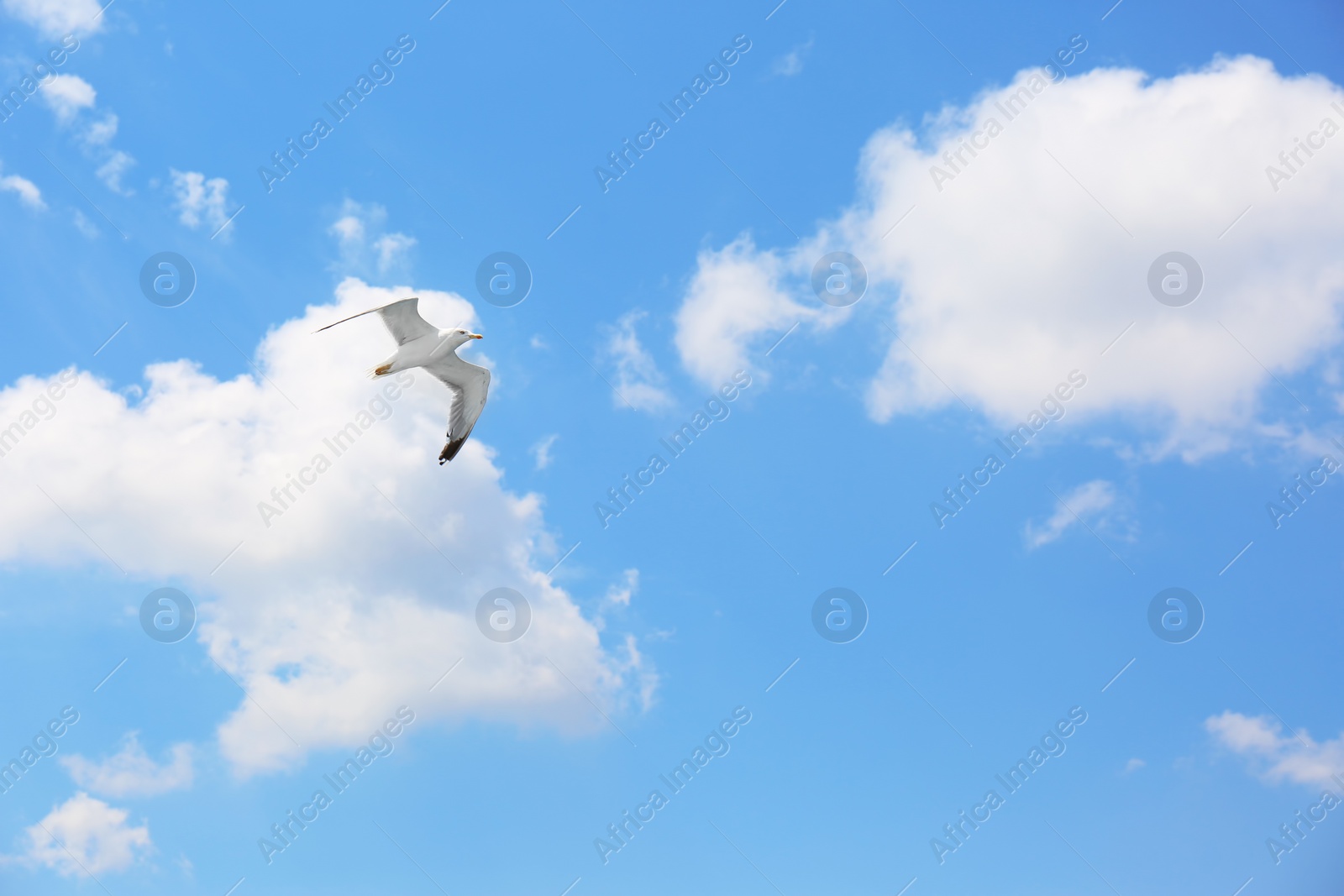 Photo of Beautiful bird flying in blue cloudy sky