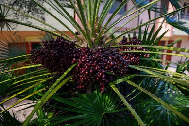 Beautiful palm oil tree with fruits outdoors on sunny day, closeup