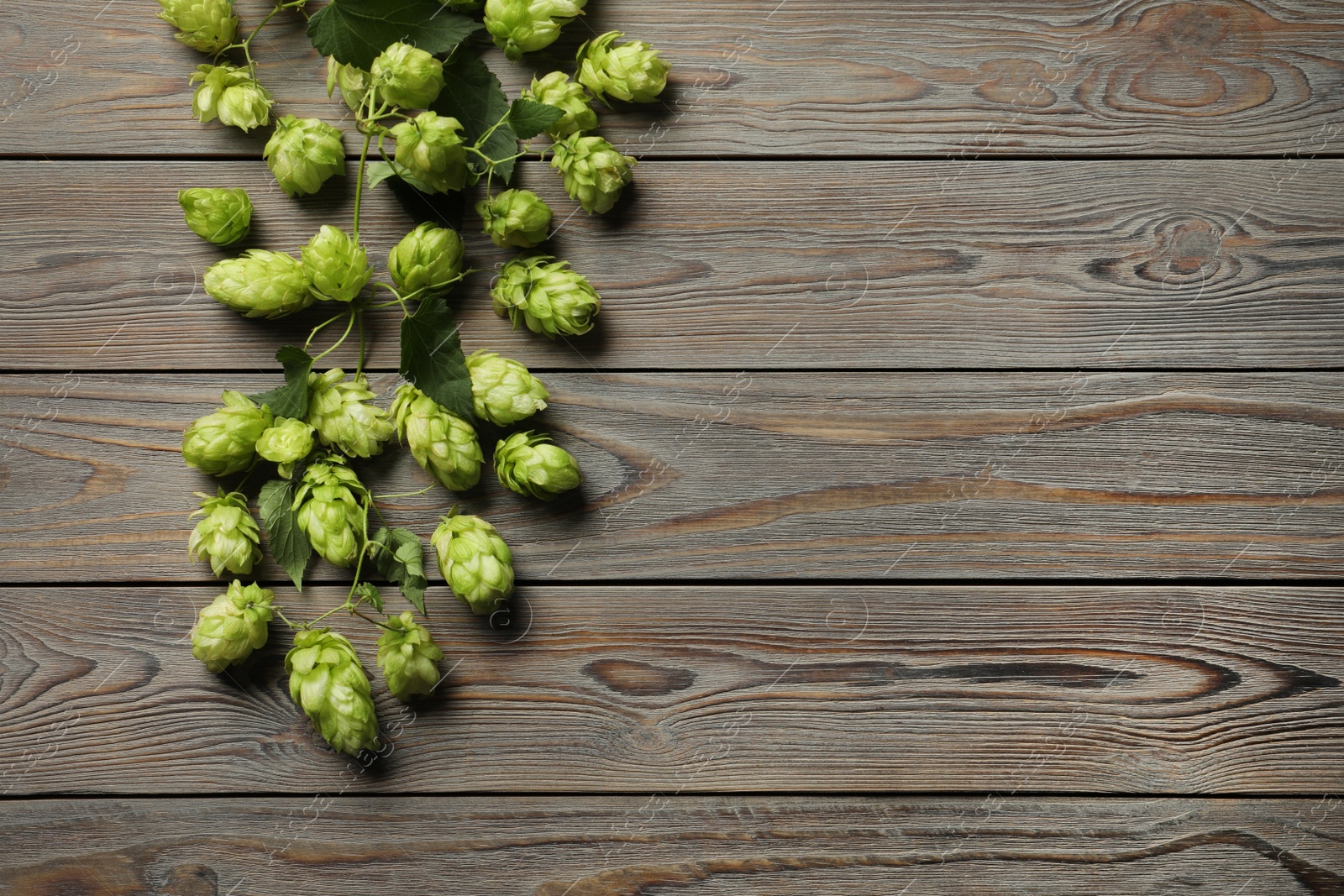 Photo of Branch of fresh green hops on wooden table, top view. Space for text