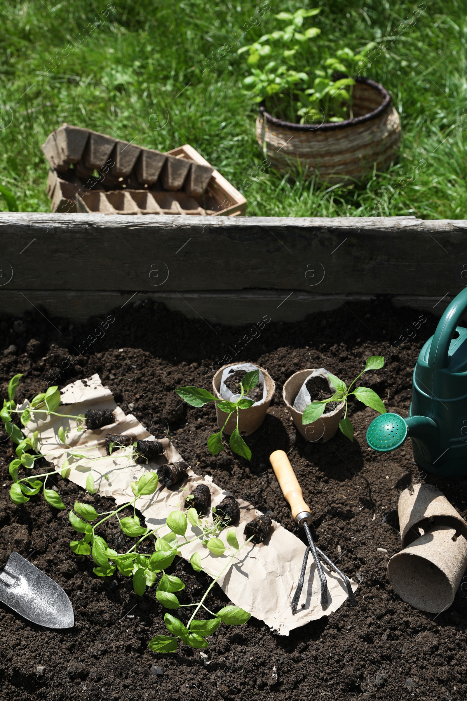 Photo of Many seedlings and different gardening tools on ground outdoors, above view