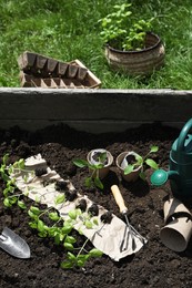 Photo of Many seedlings and different gardening tools on ground outdoors, above view