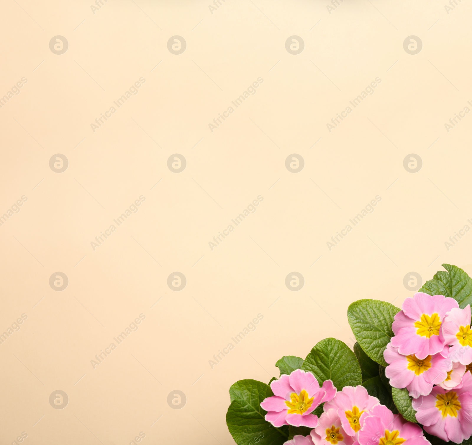 Photo of Beautiful pink primula (primrose) flowers on beige background, flat lay with space for text. Spring blossom