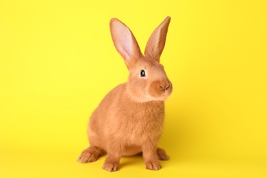 Photo of Cute bunny on yellow background. Easter symbol