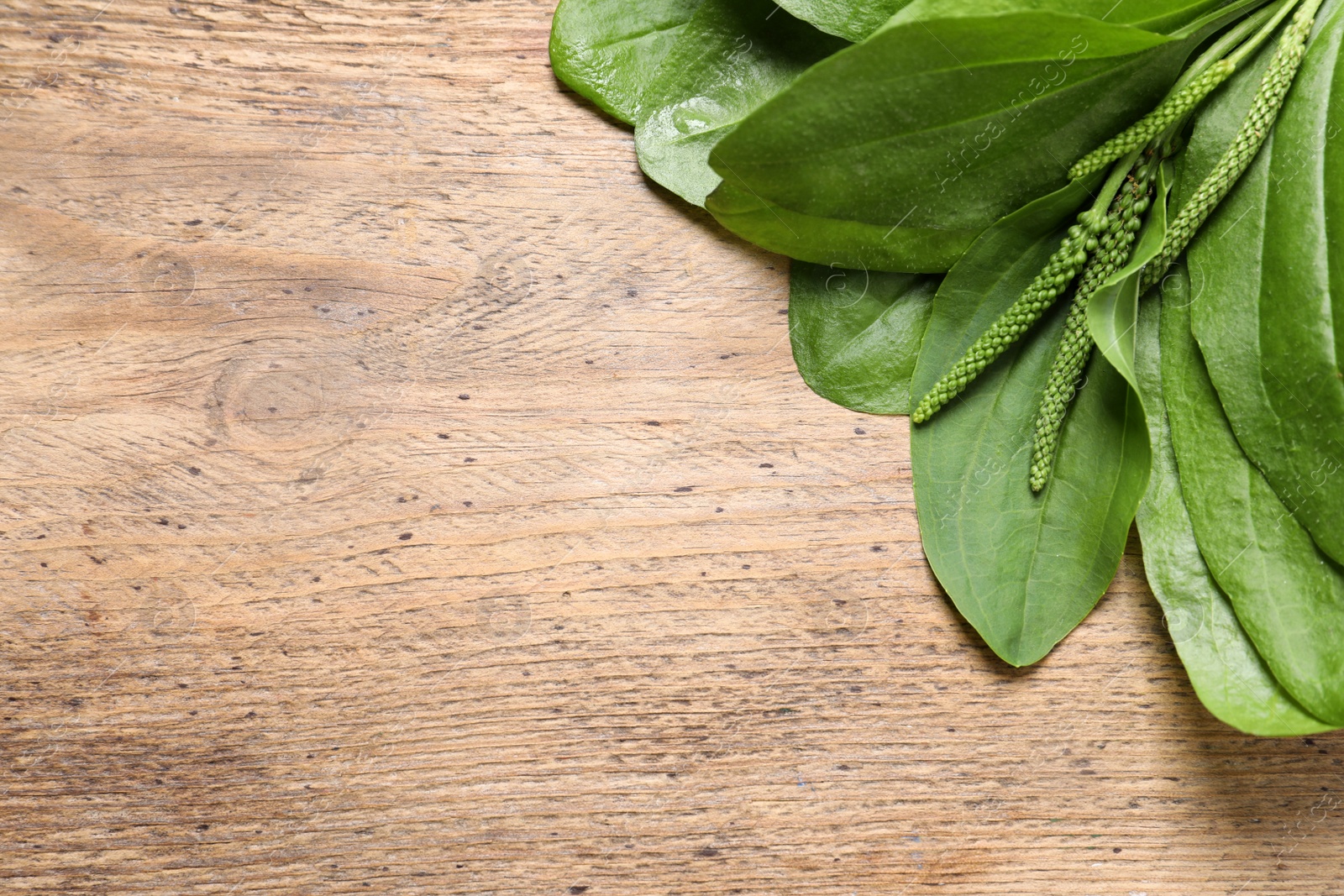 Photo of Broadleaf plantain leaves and seeds on wooden table, flat lay. Space for text