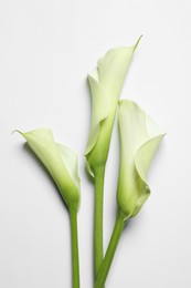 Photo of Beautiful calla lily flowers on white background, top view