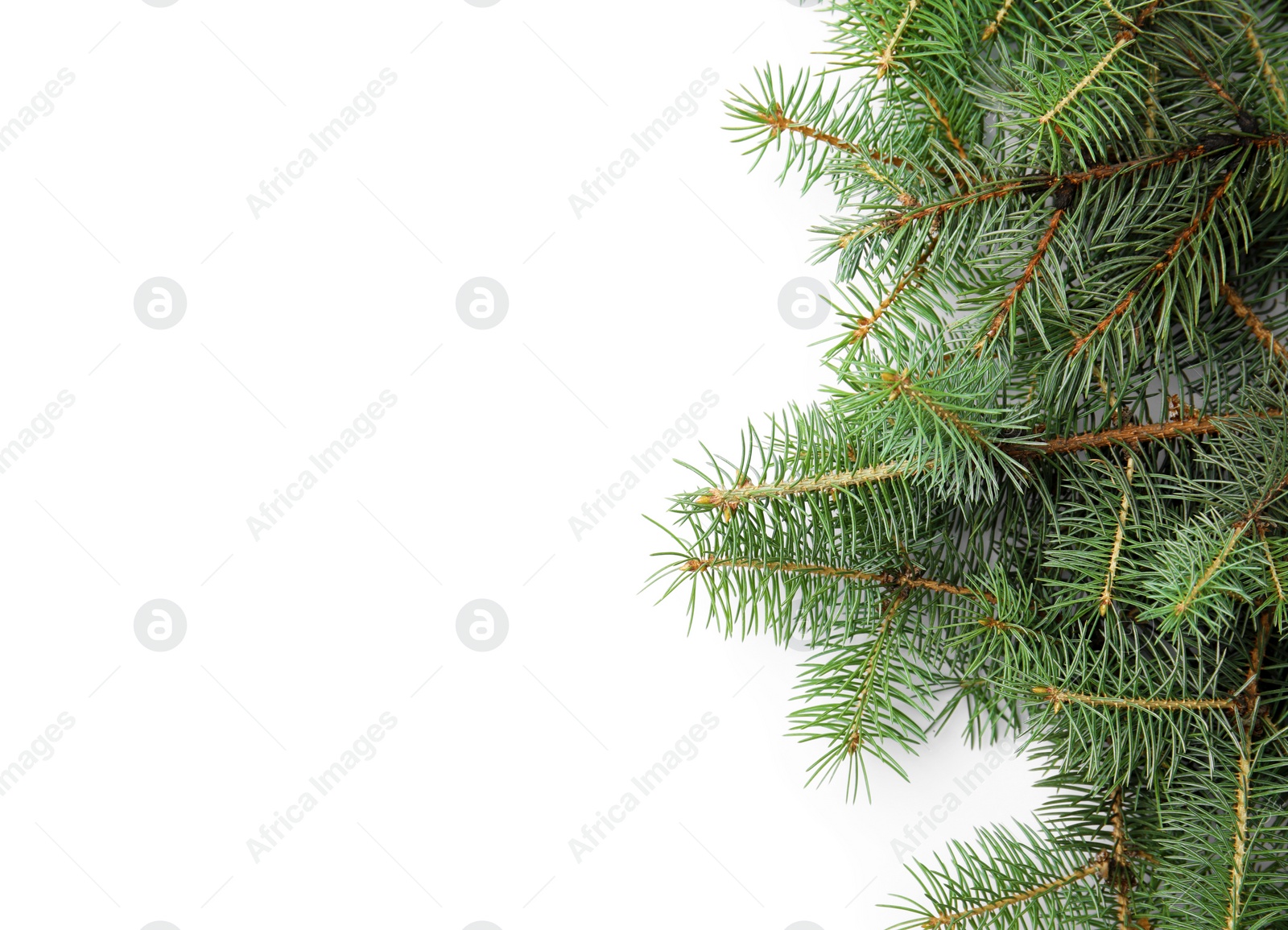 Photo of Branches of Christmas tree on white background