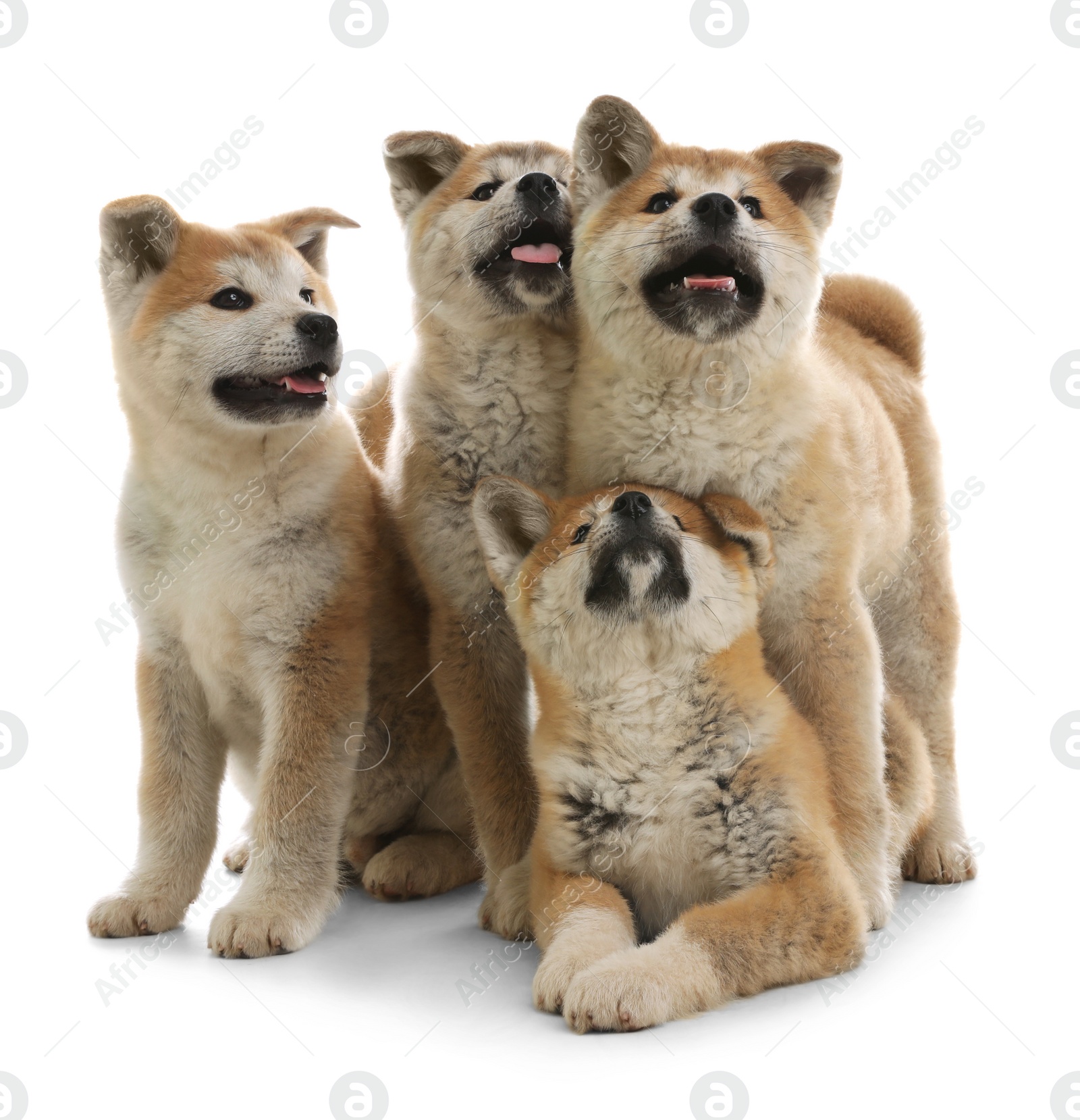 Photo of Cute akita inu puppies isolated on white