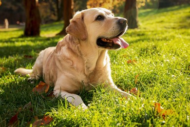 Photo of Cute Labrador Retriever dog on green grass in sunny autumn park