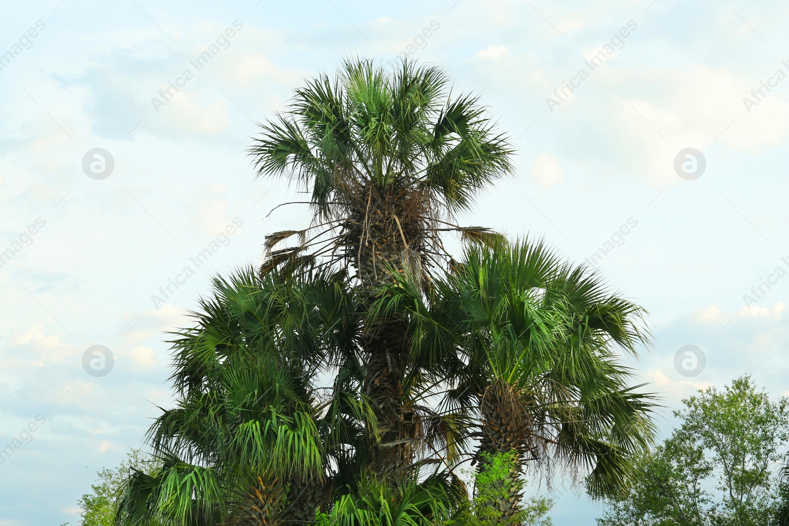 Photo of Beautiful view of palm trees against cloudy sky. Tropical plants