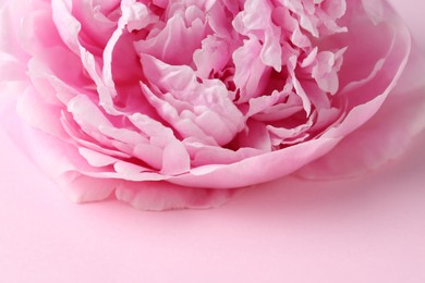 Photo of Beautiful aromatic peony on pink background, closeup