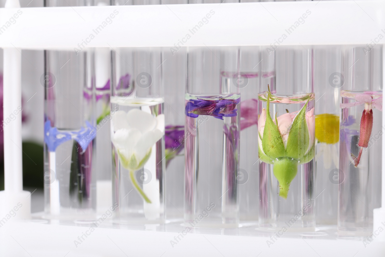 Photo of Test tubes with different flowers, closeup. Essential oil extraction