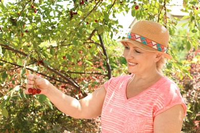 Photo of Woman picking cherries in garden on sunny day