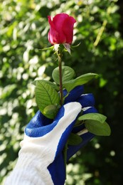 Photo of Woman in gardening glove holding rose outdoors on sunny day, closeup
