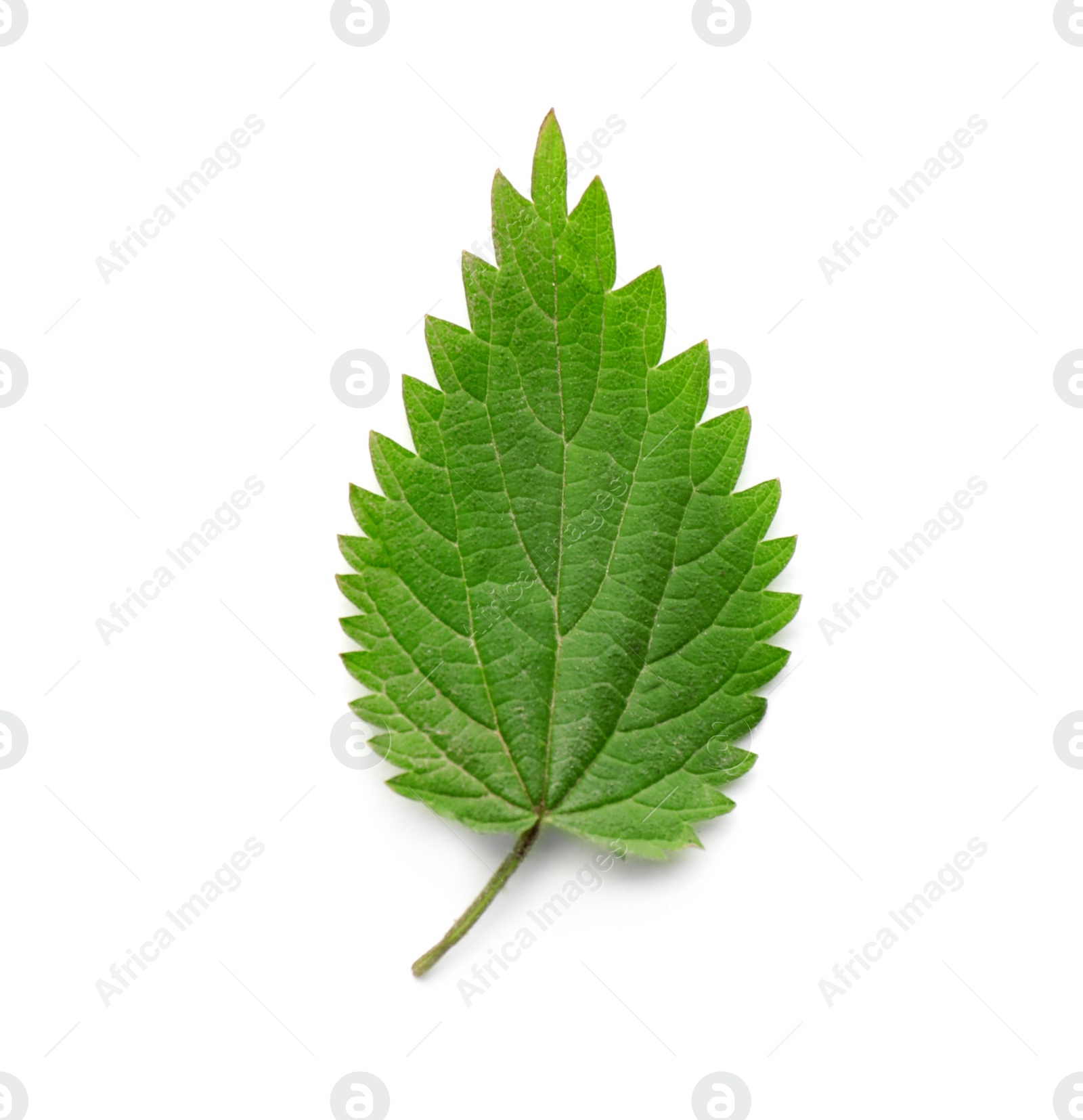 Photo of Leaf of stinging nettle isolated on white