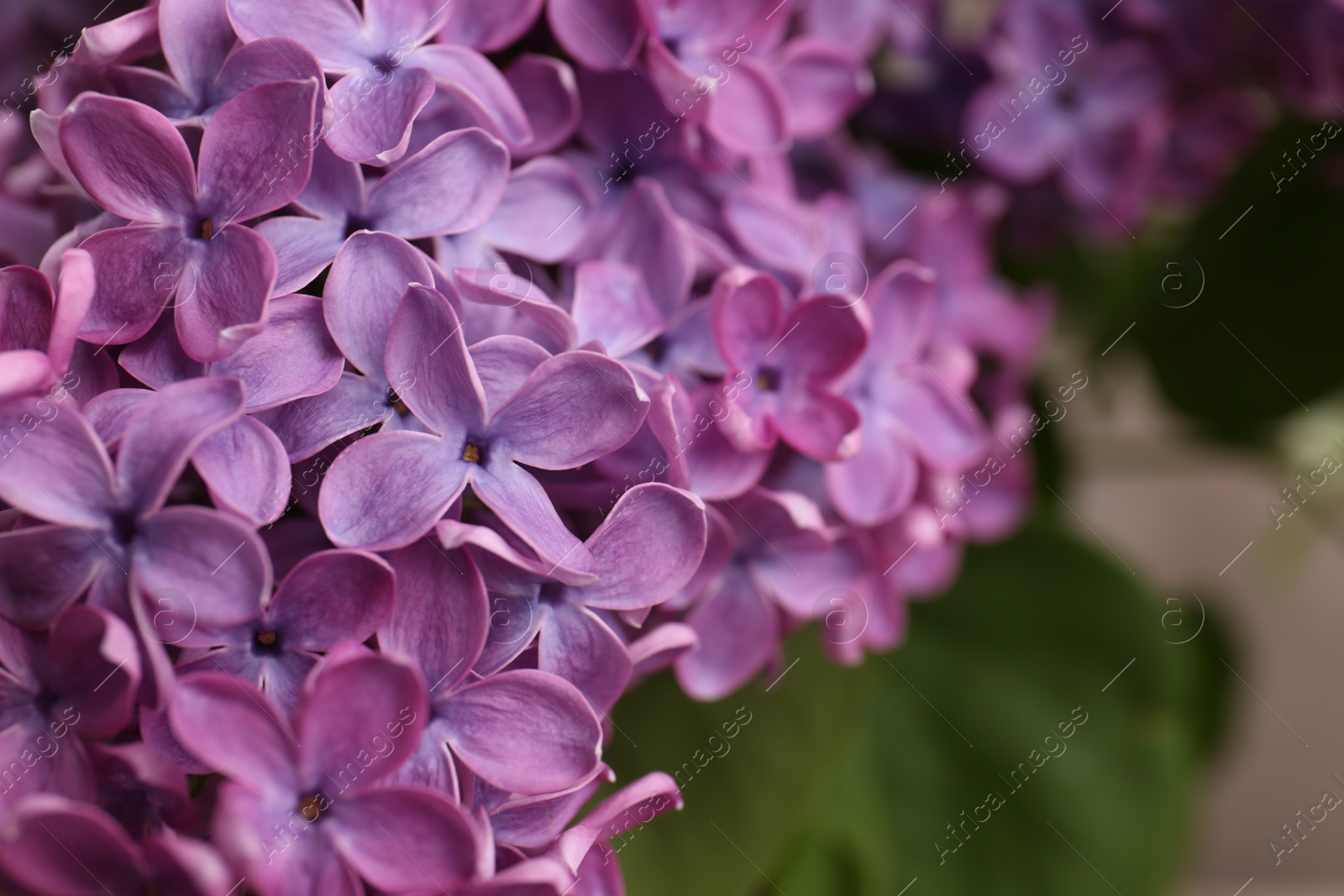 Photo of Beautiful blooming lilac flowers against blurred background, closeup. Space for text