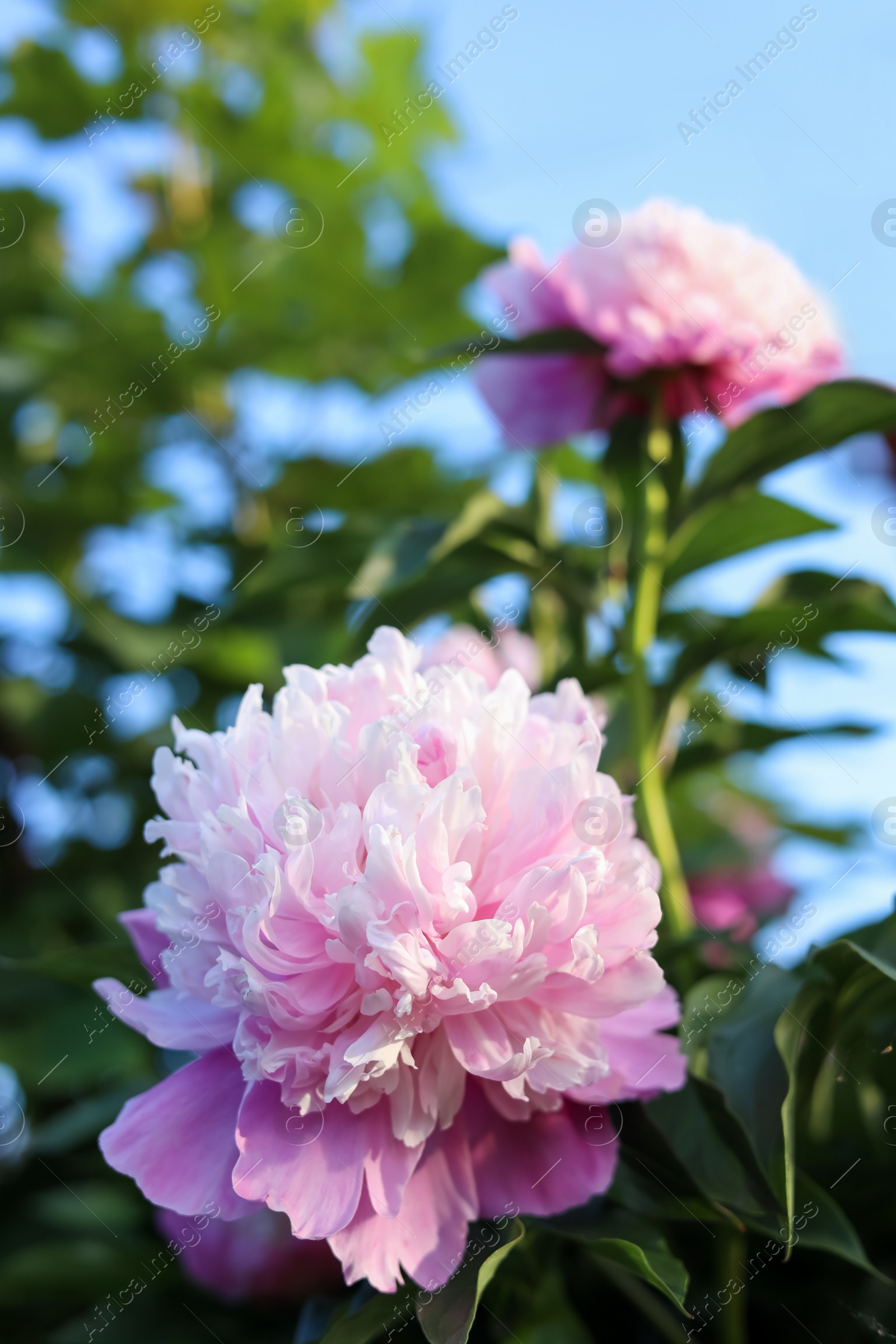 Photo of Blooming peony plant with beautiful pink flowers outdoors, closeup