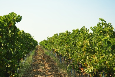 View of vineyard rows with fresh ripe juicy grapes on sunny day