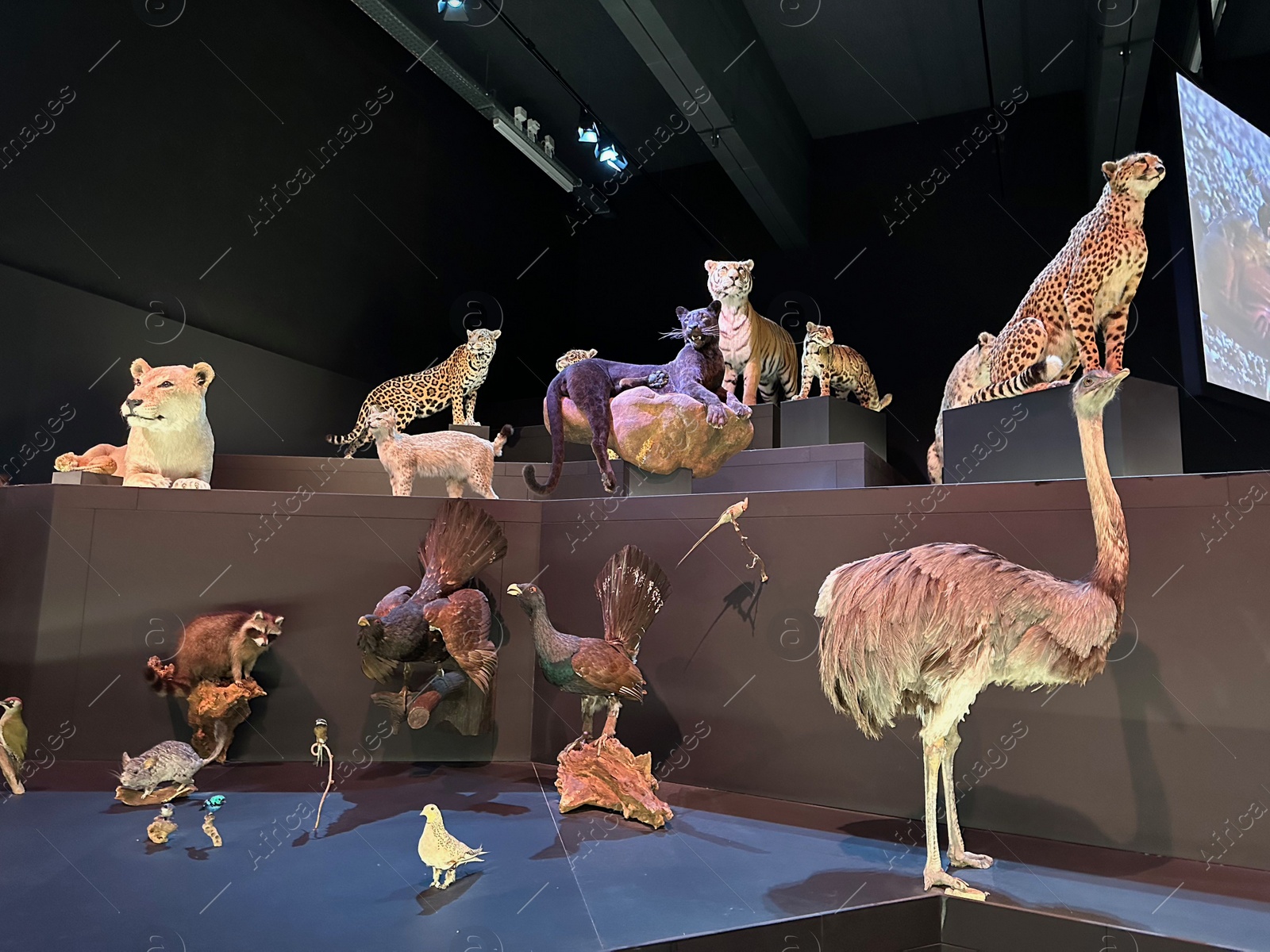 Photo of Leiden, Netherlands - November 19, 2022: Museum exhibition with different stuffed animals. Environmental education