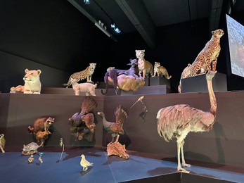 Photo of Leiden, Netherlands - November 19, 2022: Museum exhibition with different stuffed animals. Environmental education