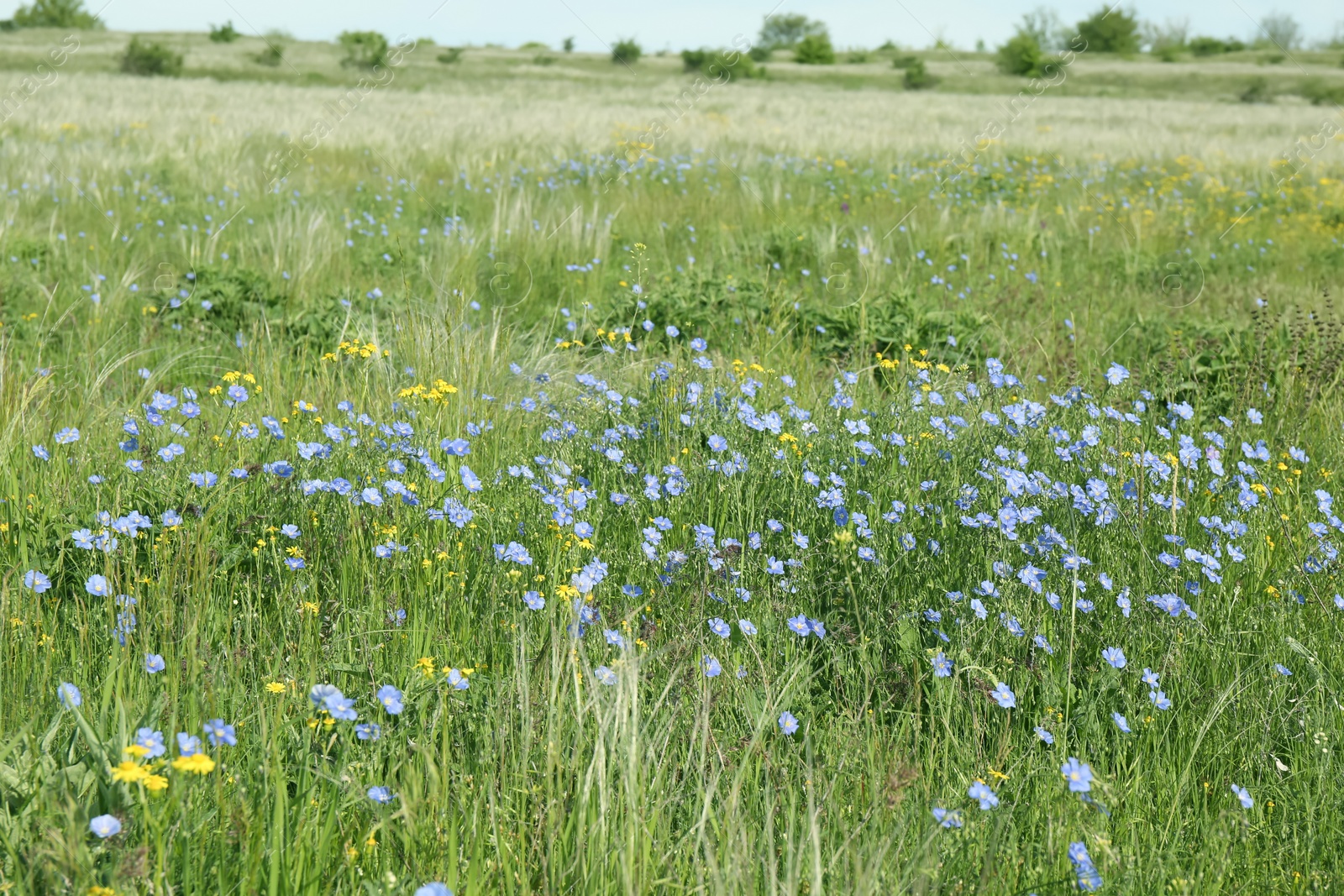 Photo of Beautiful flowers growing in meadow on sunny day