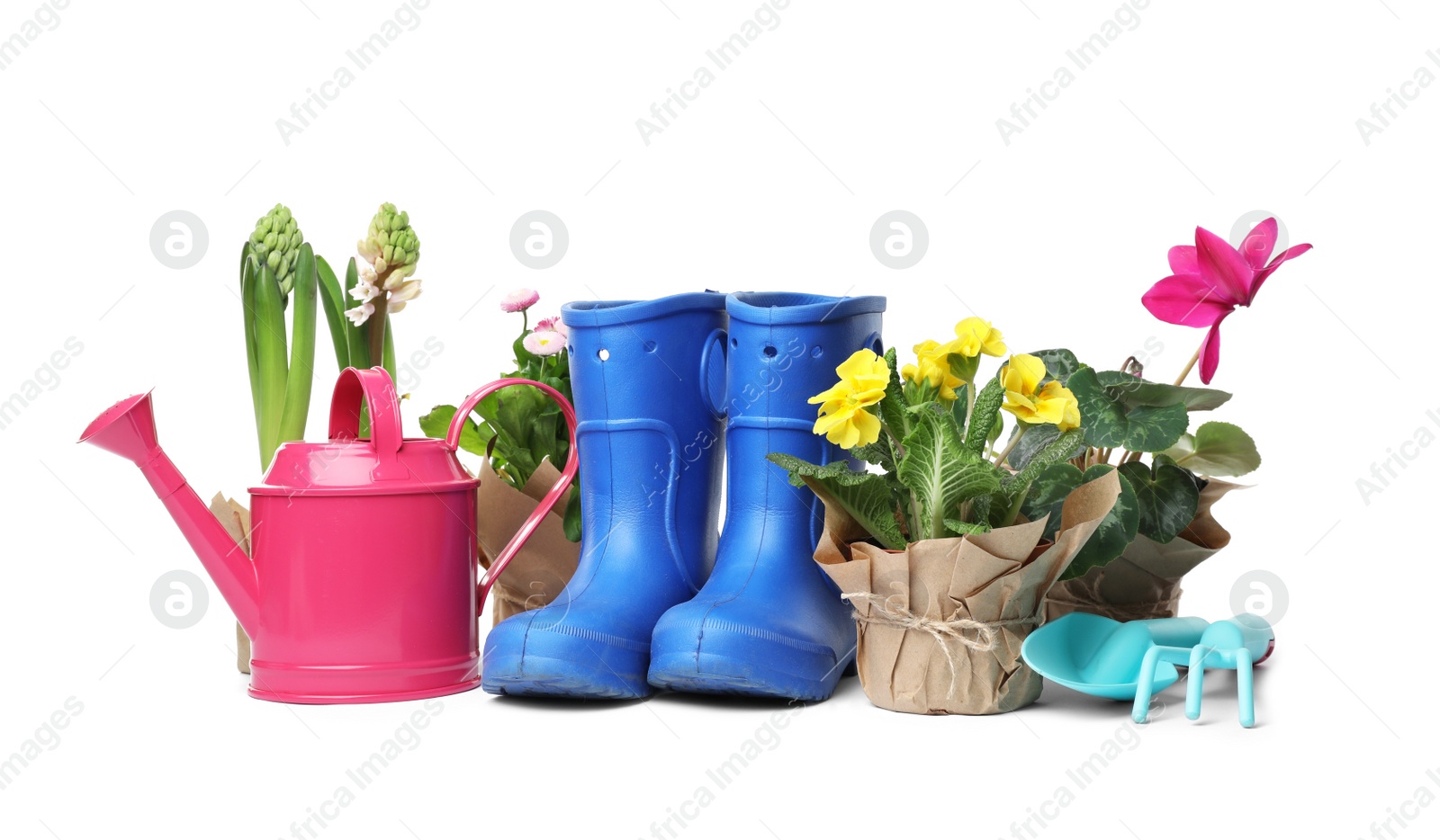 Photo of Composition with plants and gardening tools on white background