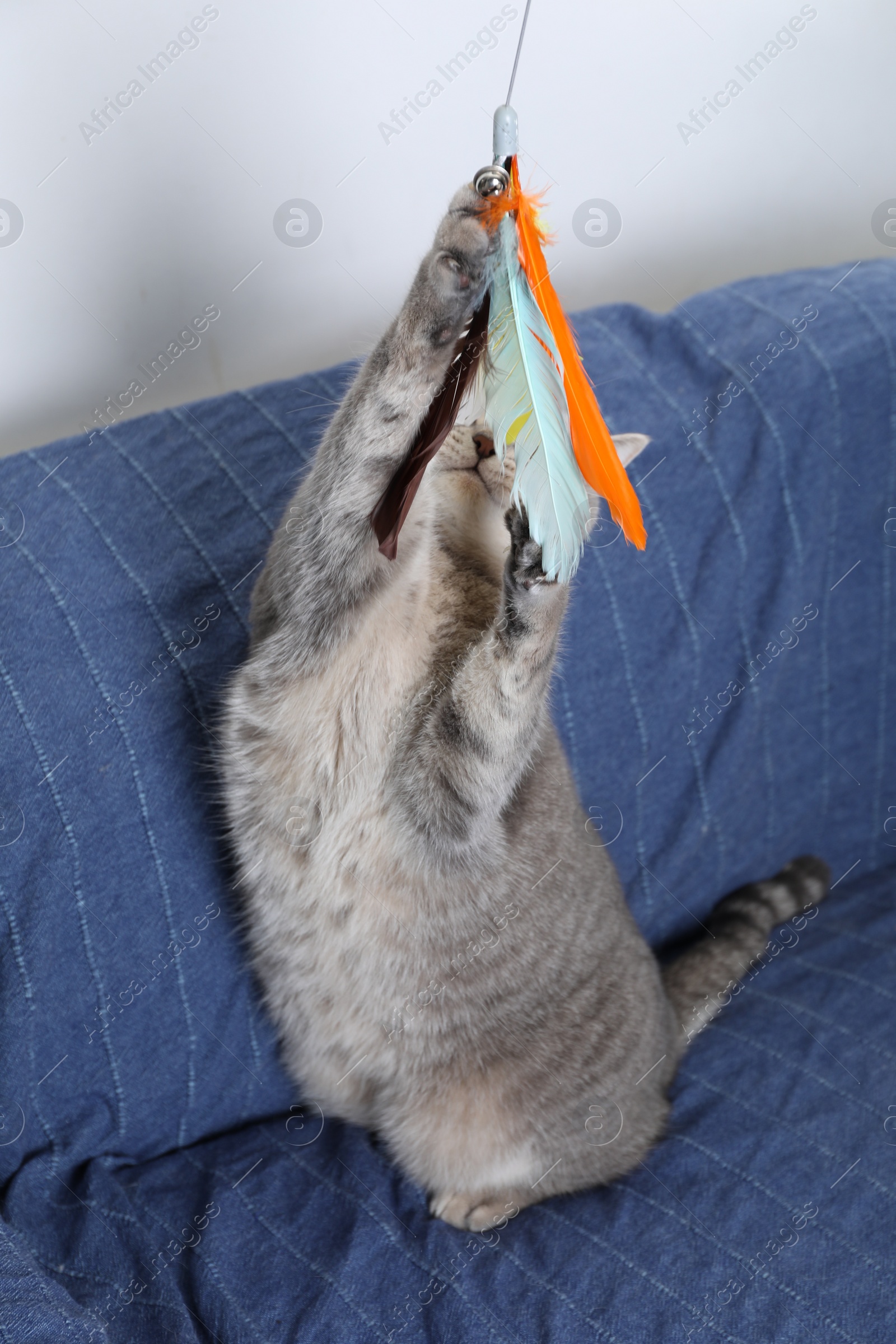 Photo of Cute Scottish cat playing with toy at home