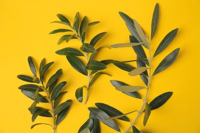 Olive twigs with fresh green leaves on yellow background, flat lay