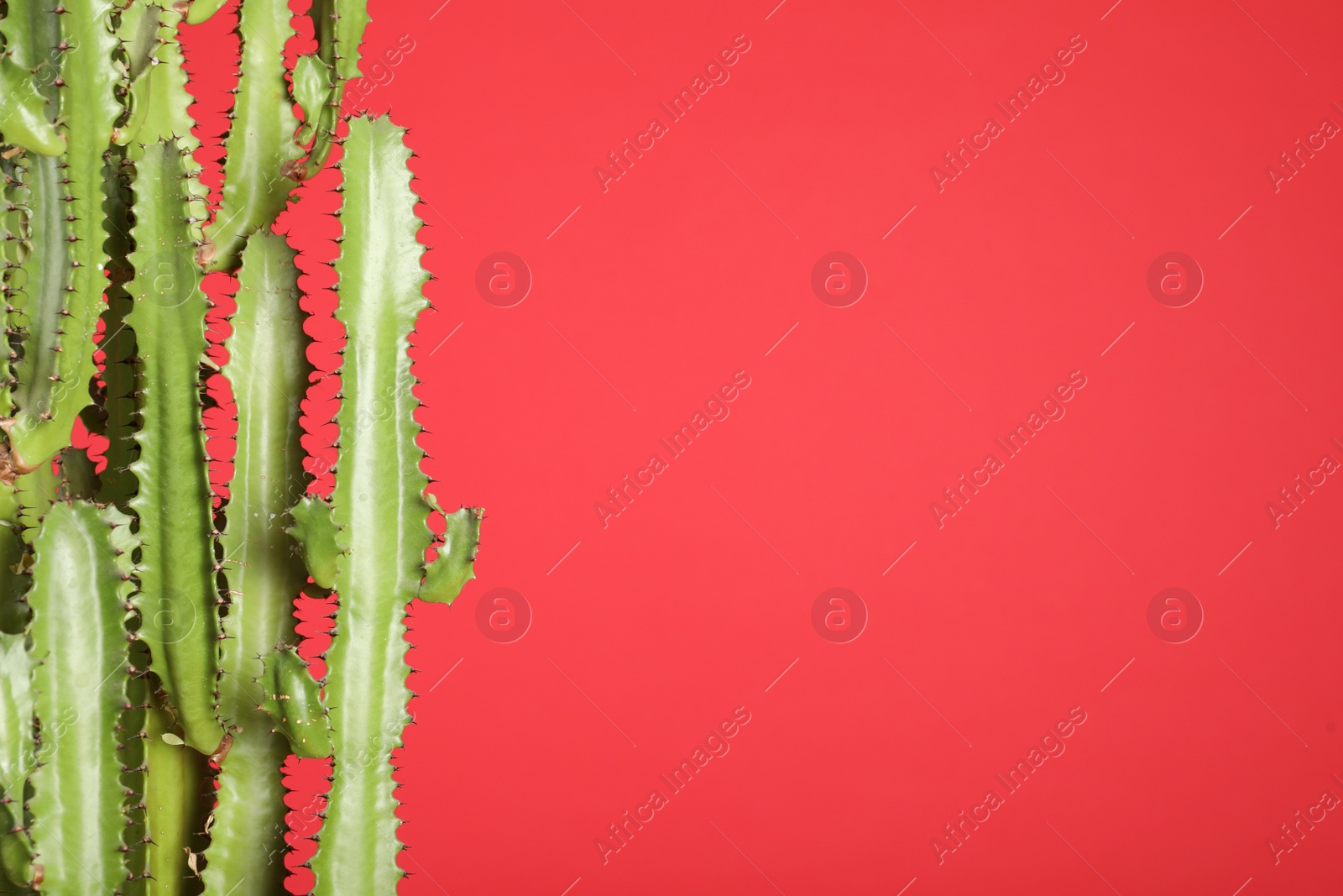 Photo of Beautiful cactus on red background, space for text. Tropical plant