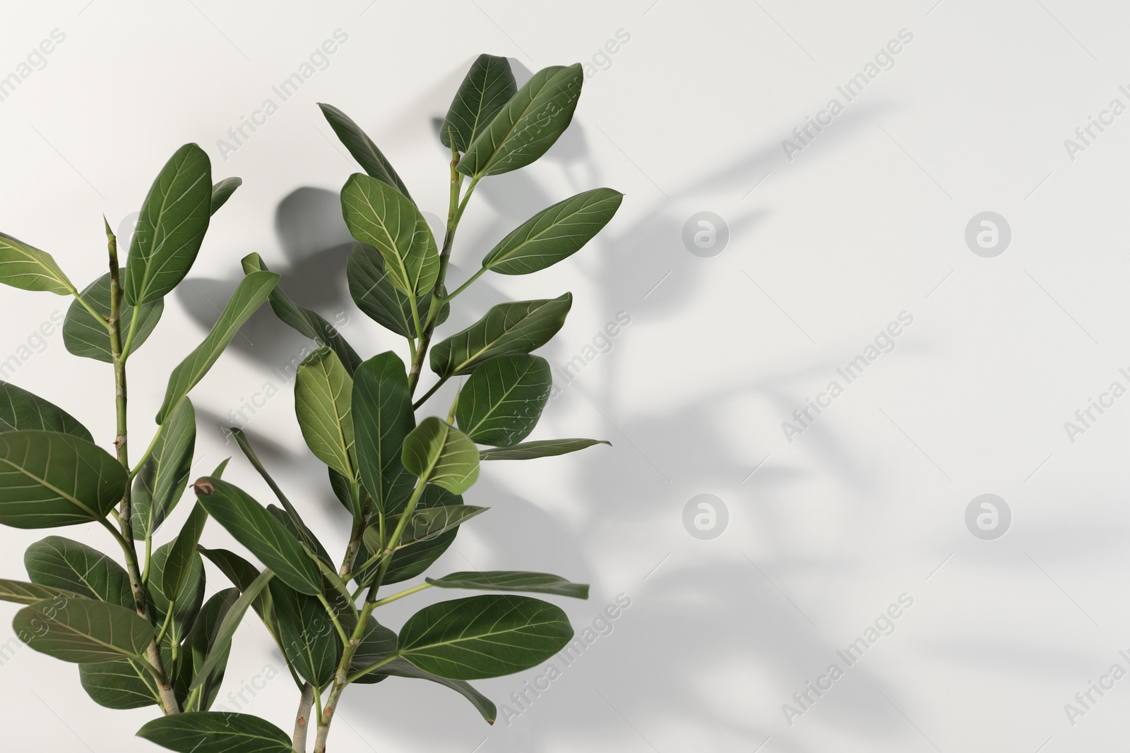 Photo of Green ficus near white wall, space for text. Beautiful houseplant