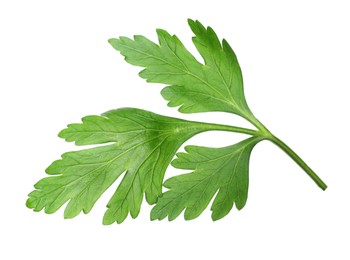 Photo of Sprig of fresh green parsley leaves isolated on white