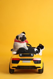 Photo of Cute pug dog and cat in toy car on yellow background, back view