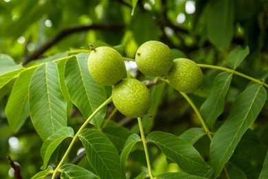 Photo of Green unripe walnuts on tree branch outdoors, closeup