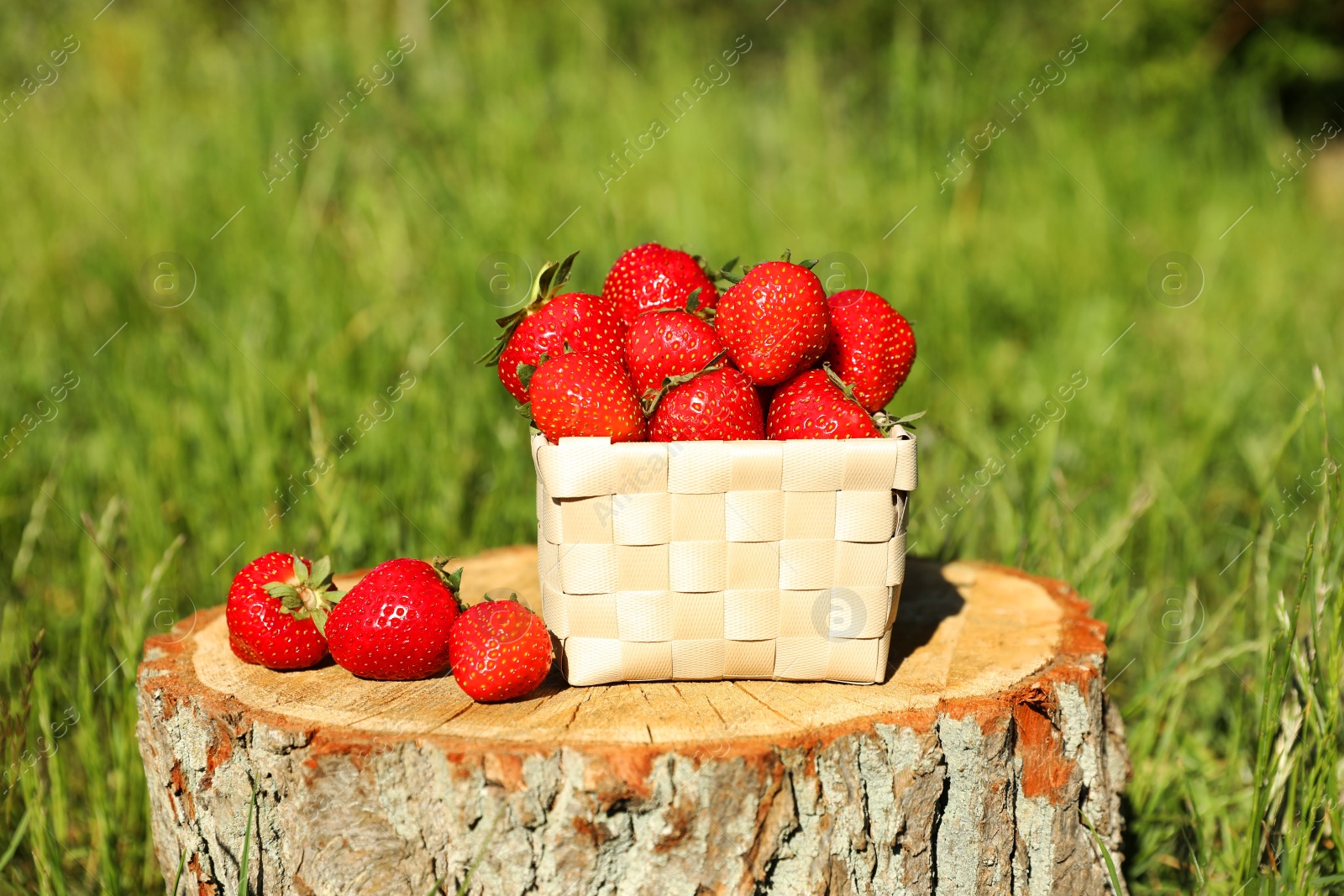 Photo of Basket and ripe strawberries outdoors on sunny day