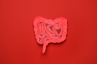 Paper cutout of small intestine on red background, top view