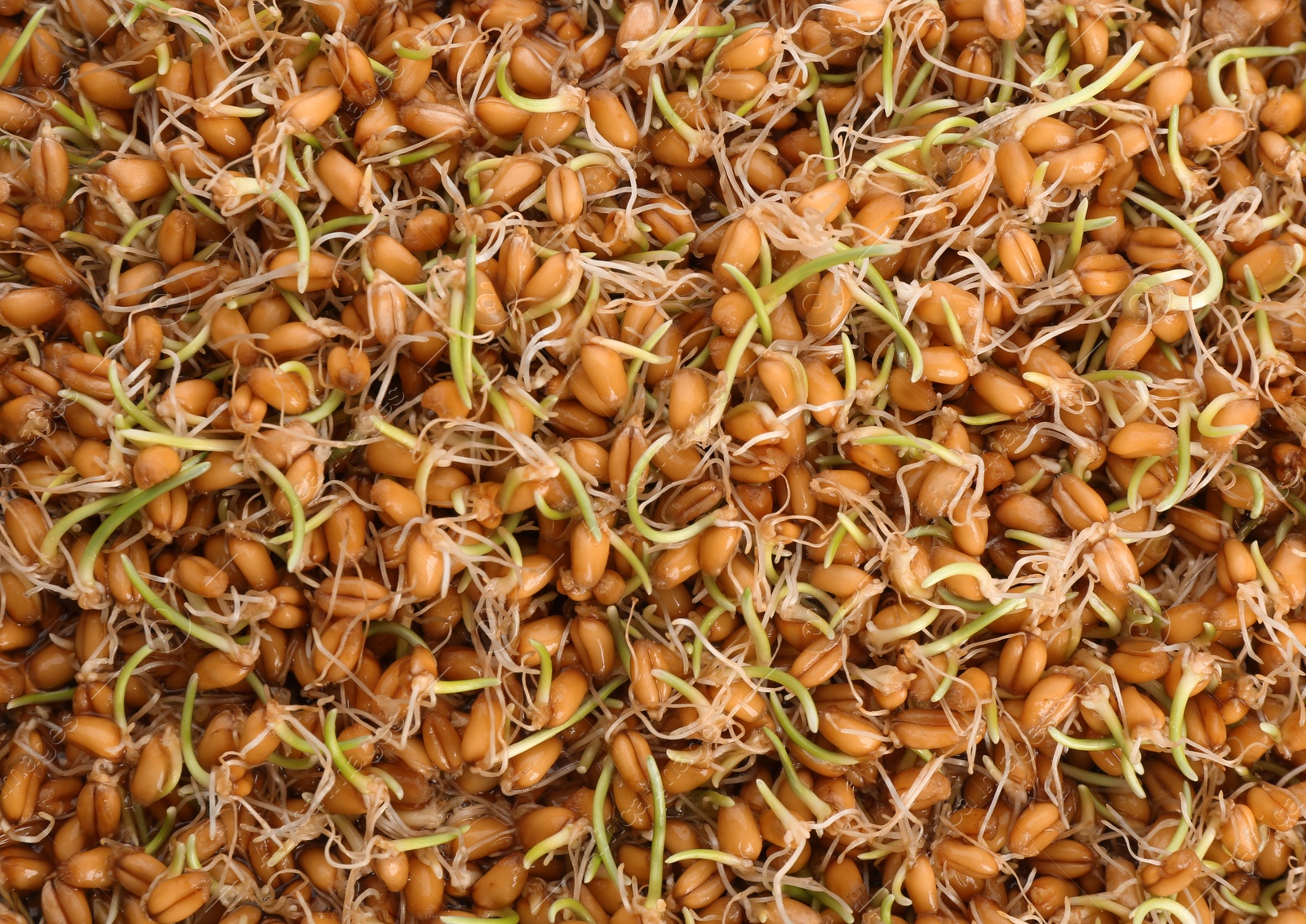 Sprouted wheat grass seeds as background, closeup Photo of Sprouted wheat grass seeds as background, closeup