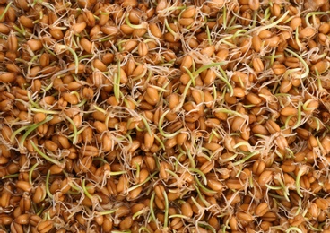 Photo of Sprouted wheat grass seeds as background, closeup