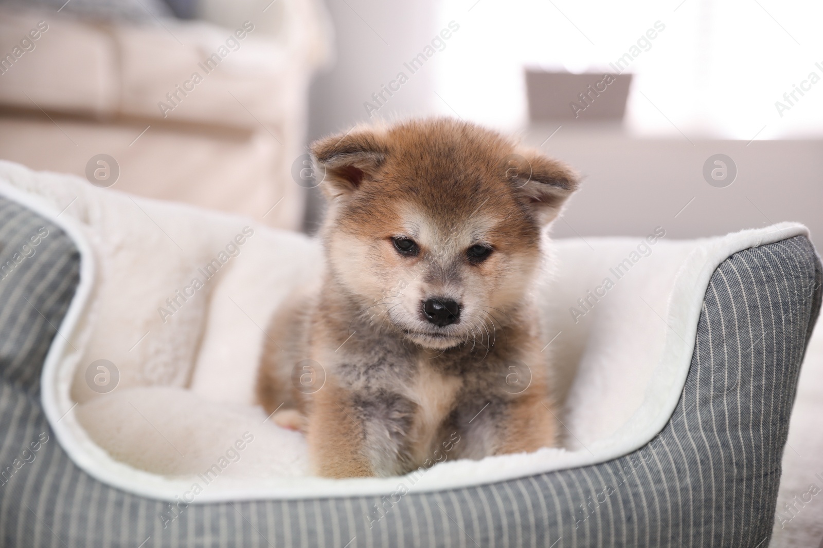 Photo of Adorable Akita Inu puppy in dog bed indoors