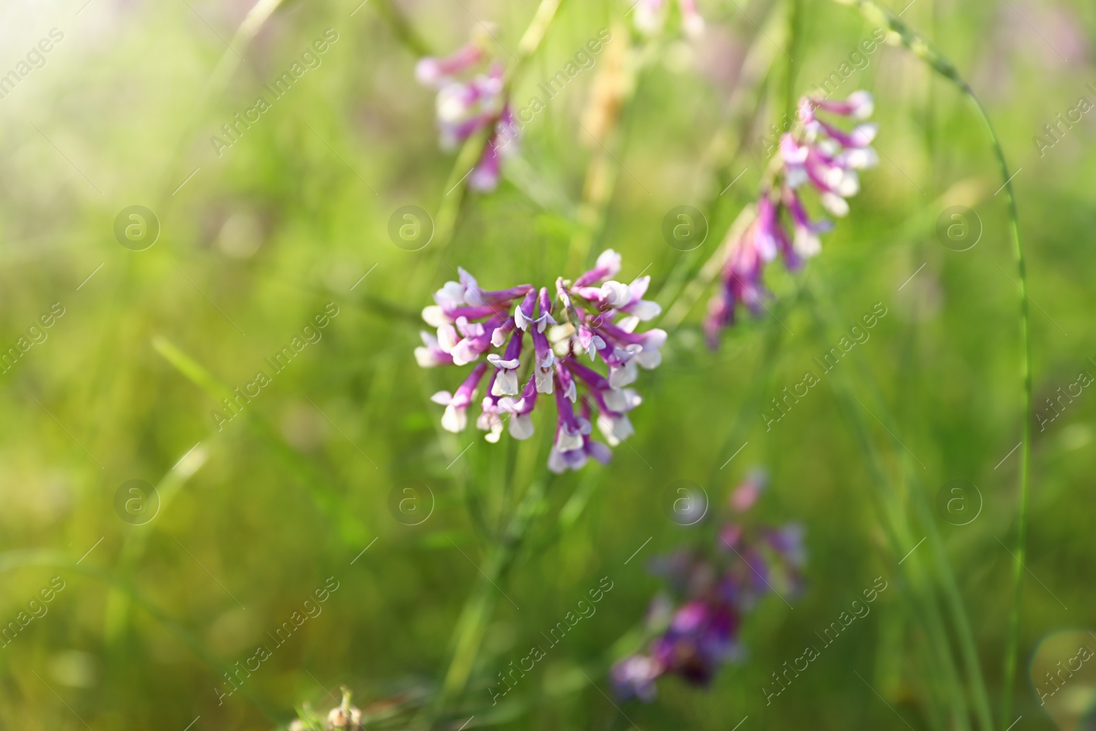 Photo of Beautiful wild flowers outdoors. Amazing nature in summer