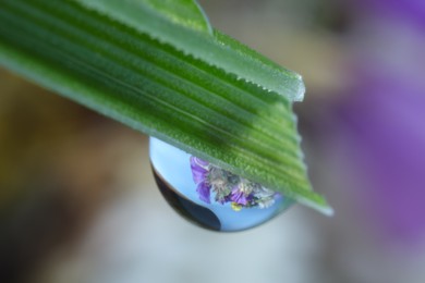 Photo of Beautiful flowers reflected in water drop on green leaf against blurred background. Macro view