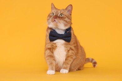 Cute cat with bow tie on yellow background